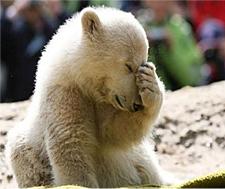 Disappointment bear