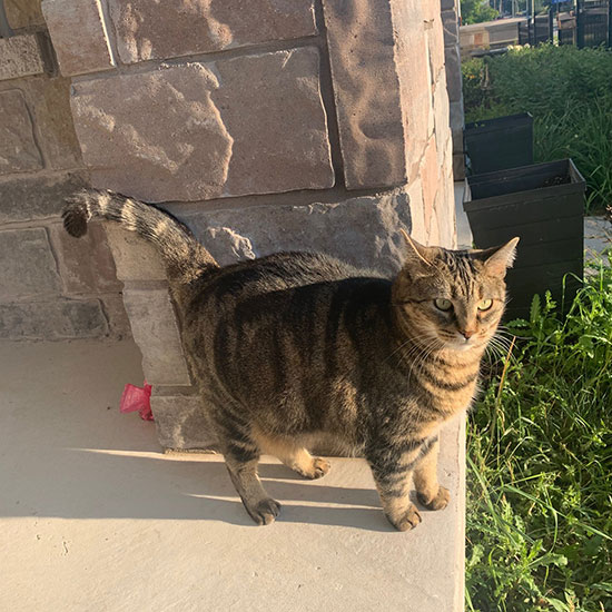 The Healing Power of Pets: Companionship for the Mind - Health and Lifestyle - Universal Logistics Universal & YOU Internal Newsletter - May 2025