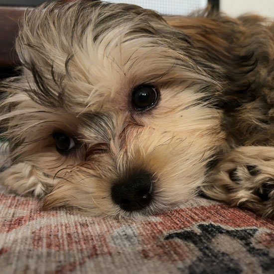 The Healing Power of Pets: Companionship for the Mind - Health and Lifestyle - Universal Logistics Universal & YOU Internal Newsletter - May 2025