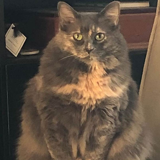 The Healing Power of Pets: Companionship for the Mind - Health and Lifestyle - Universal Logistics Universal & YOU Internal Newsletter - May 2025