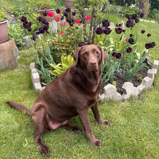 The Healing Power of Pets: Companionship for the Mind - Health and Lifestyle - Universal Logistics Universal & YOU Internal Newsletter - May 2025