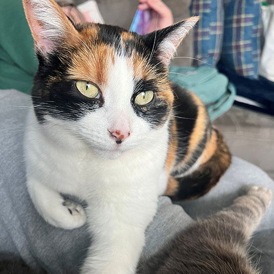 The Healing Power of Pets: Companionship for the Mind - Health and Lifestyle - Universal Logistics Universal & YOU Internal Newsletter - May 2025