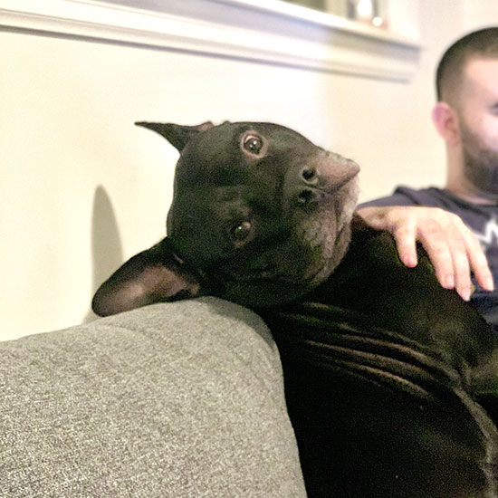 The Healing Power of Pets: Companionship for the Mind - Health and Lifestyle - Universal Logistics Universal & YOU Internal Newsletter - May 2025