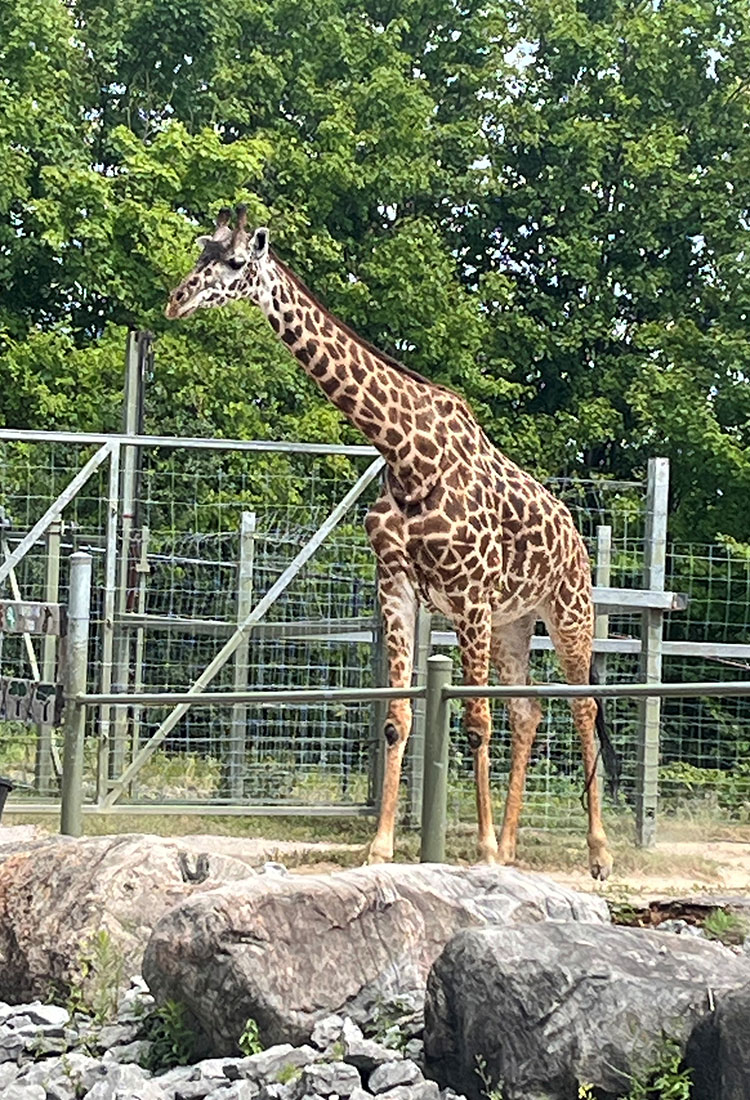 Toronto Zoo - Universal Logistics Universal & YOU Internal Newsletter - July 2025