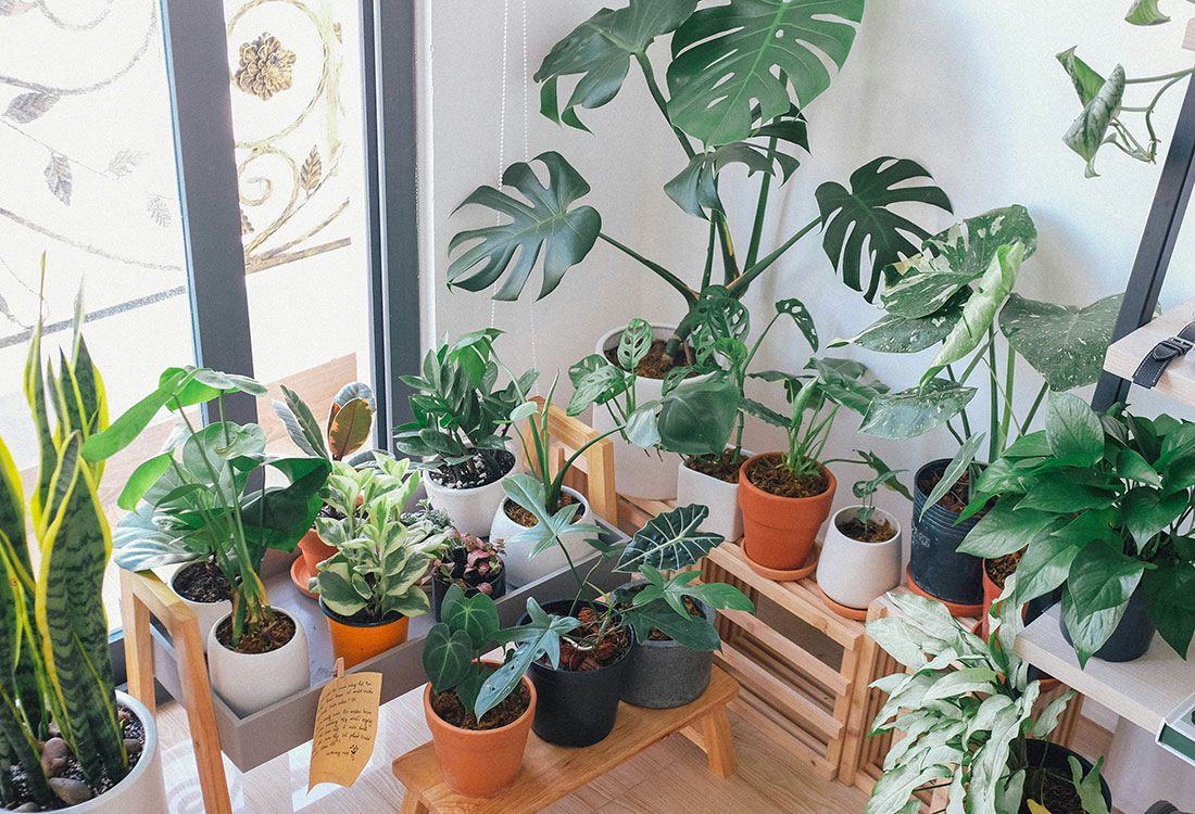Plants - Health and Lifestyle - Universal Logistics Universal & YOU Internal Newsletter - July 2026
