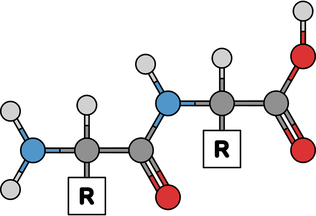 What do peptides look like?  - Health and Lifestyle - Universal Logistics Universal & YOU Internal Newsletter - September 2026