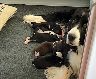 Puppies