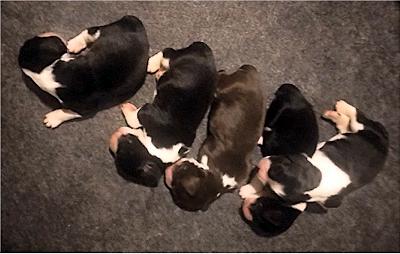 Puppies