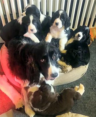 Puppies